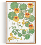 Orangeblüten (1896)