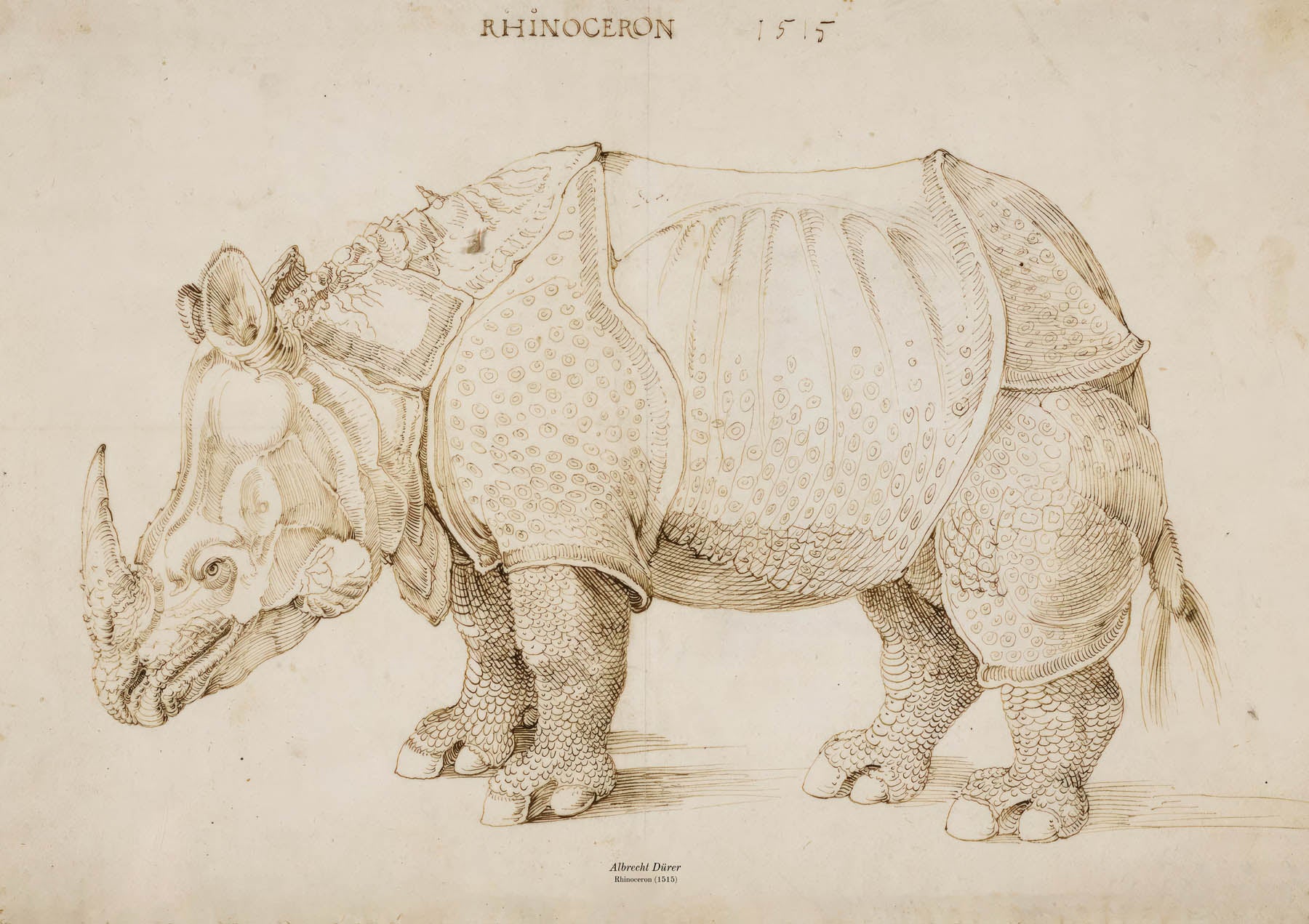 Rhinoceron (1515)