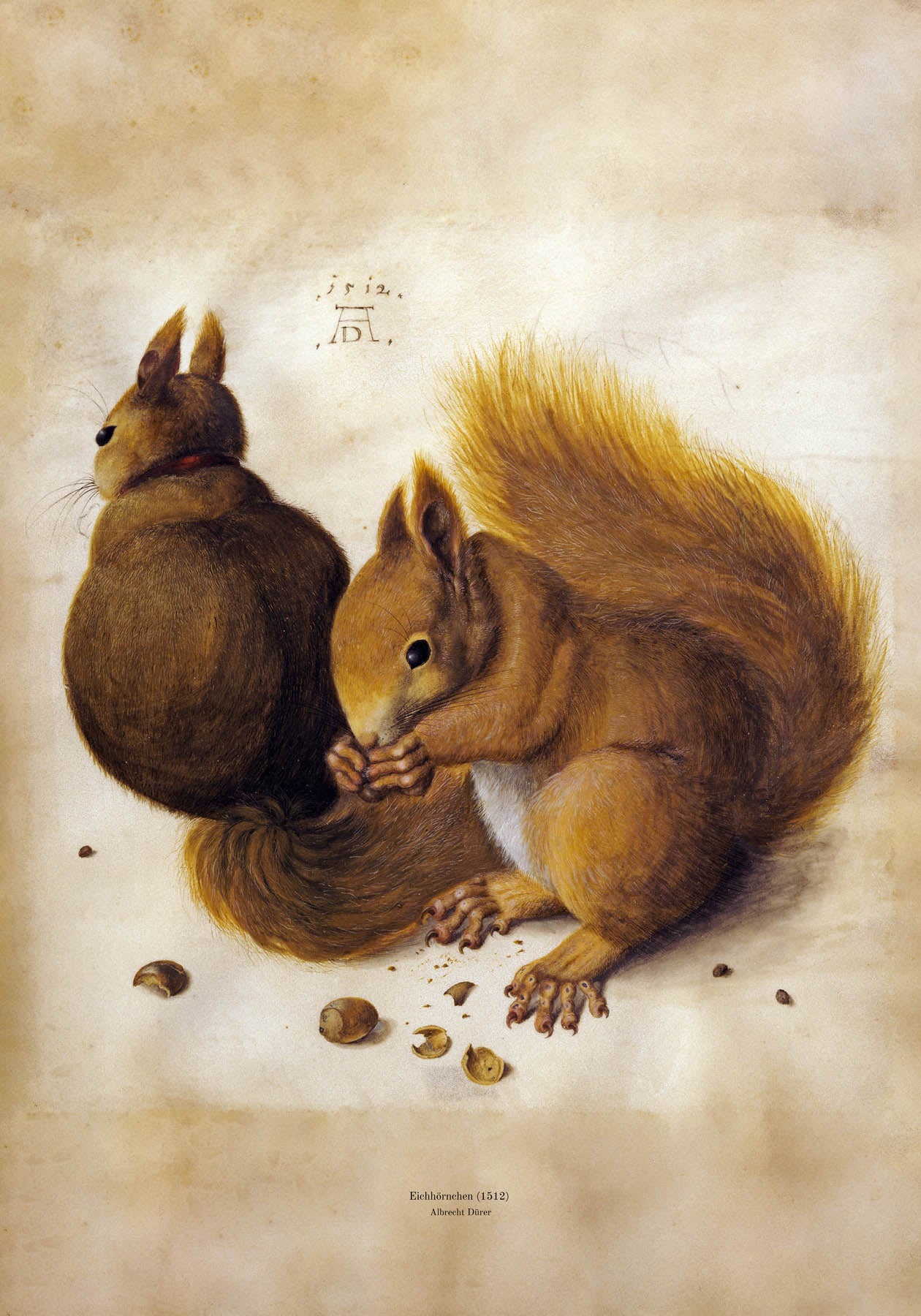 Eichhoernchen (1512)