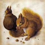 Eichhoernchen (1512)