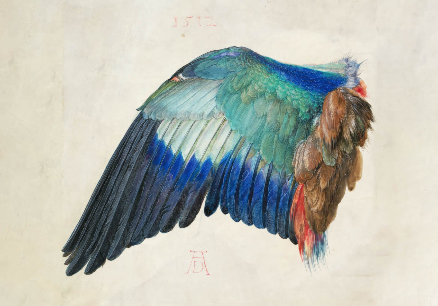 Der Flügel einer Blauracke (1500)