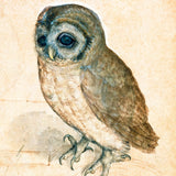 Kleine Eule (1471-1528)