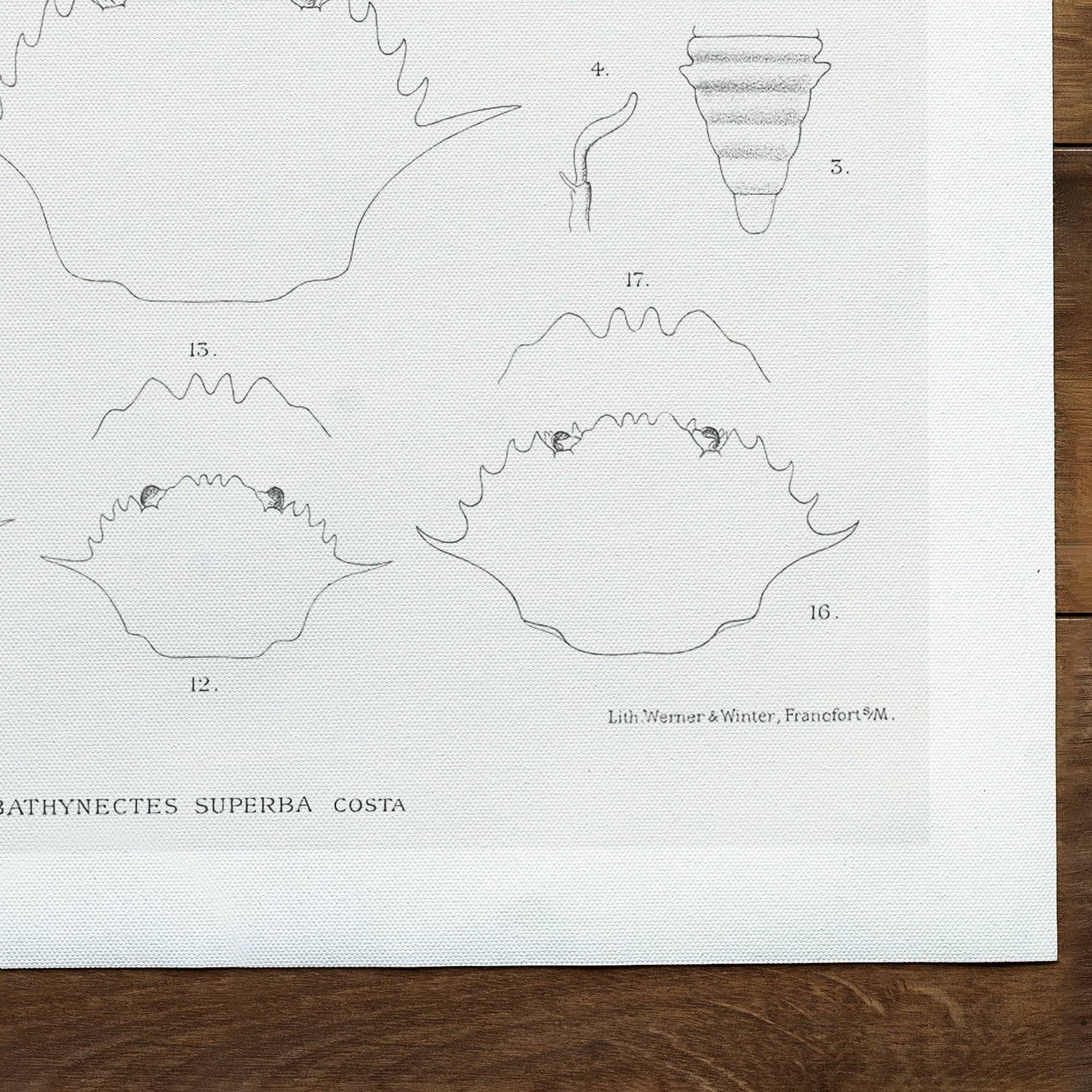 Bathynectes piperitus vintage Illustration (1848-1922)