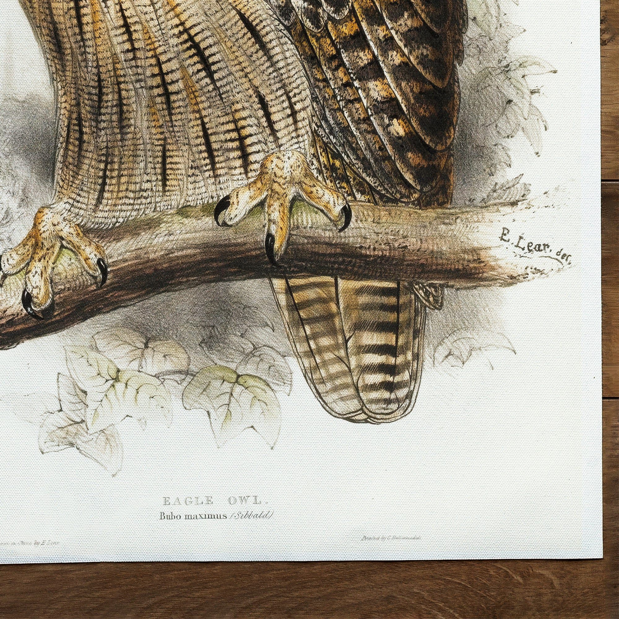 Uhu Eagle Owl | The Birds Of Europe (1837)