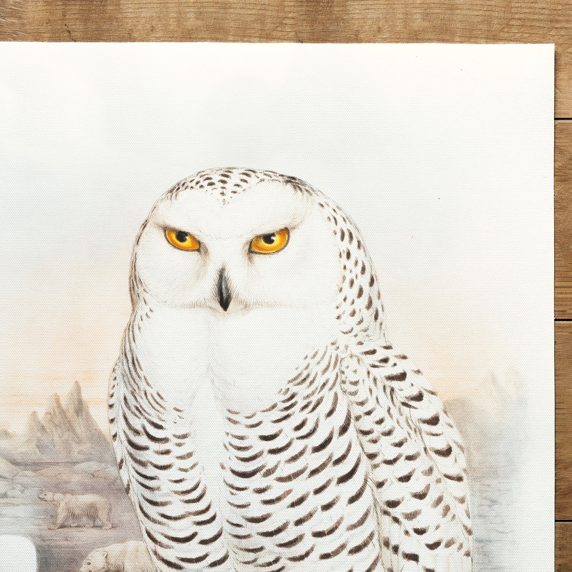 Nictea Nivea (Schneeeule) The Birds Of Great Britain (1862–1873)