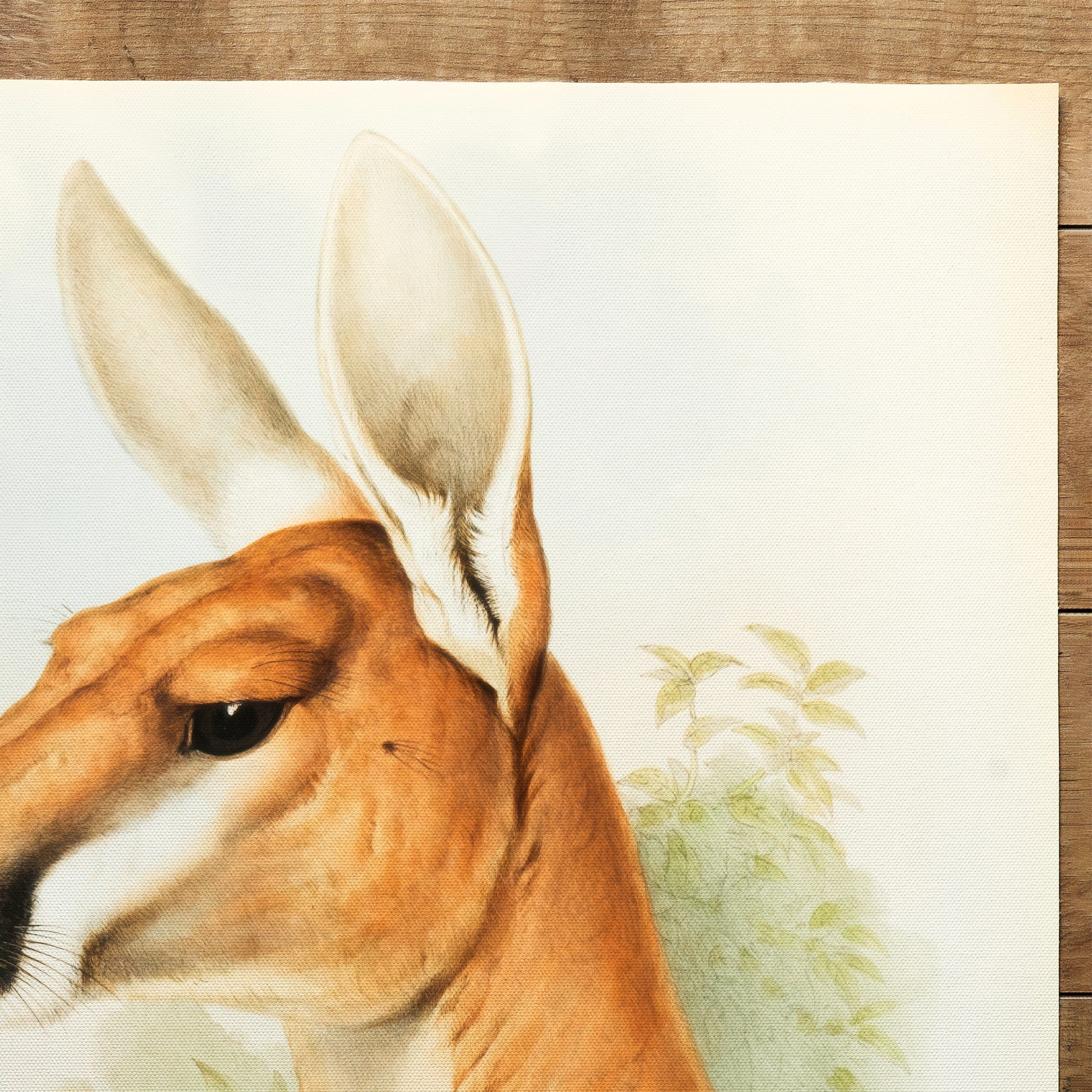 Dsphranter Rufus (Rotes Kangaroo) (1863)