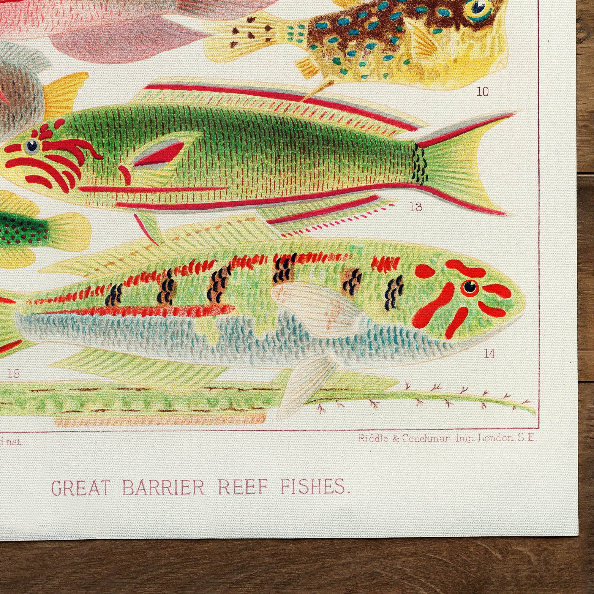 Great Barrier Reef Fishes from The Great Barrier Reef of Australia II (1893)