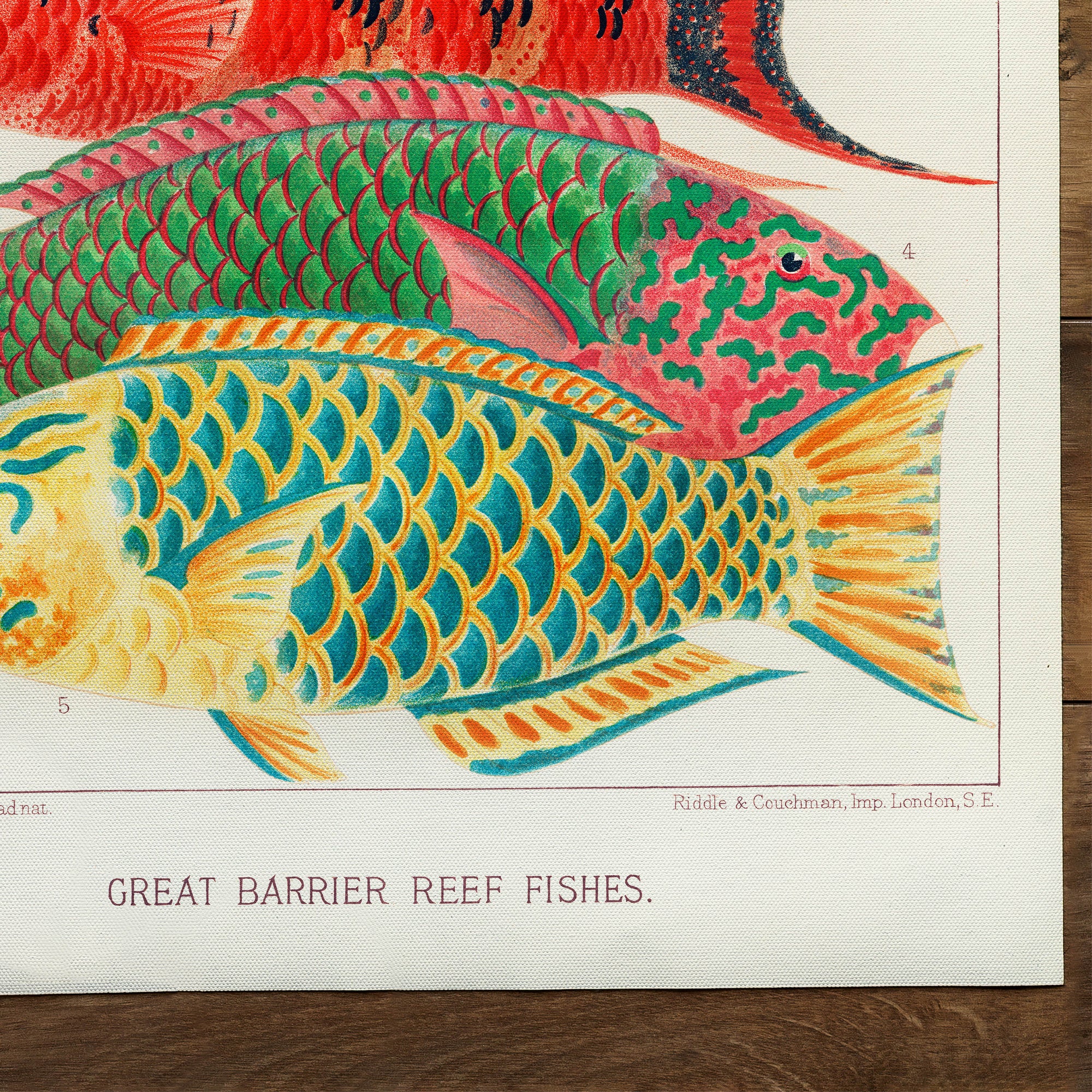 Great Barrier Reef Fishes from The Great Barrier Reef of Australia (1893)