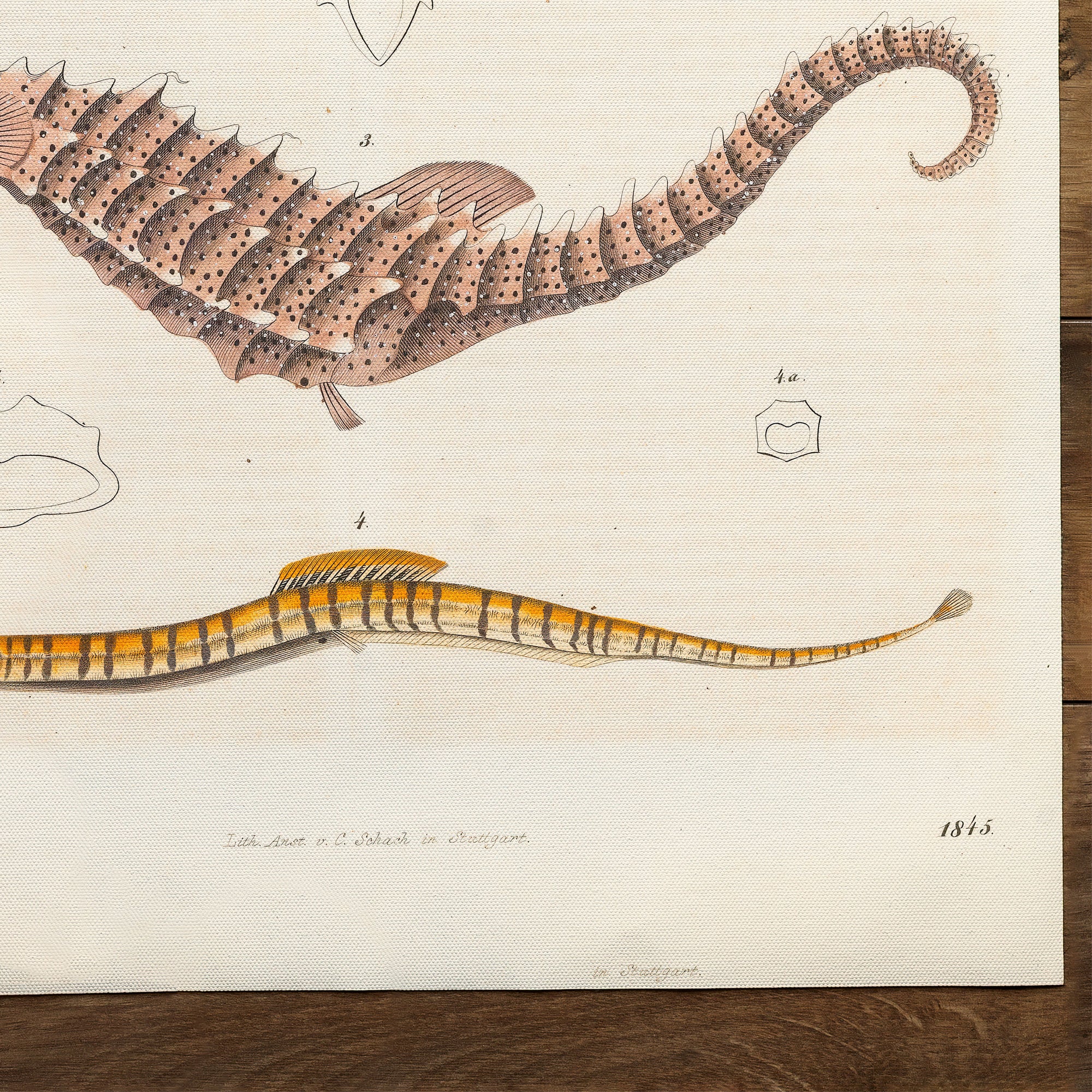 Seepferdchen, Drachenfisch und Seenadel (1845)