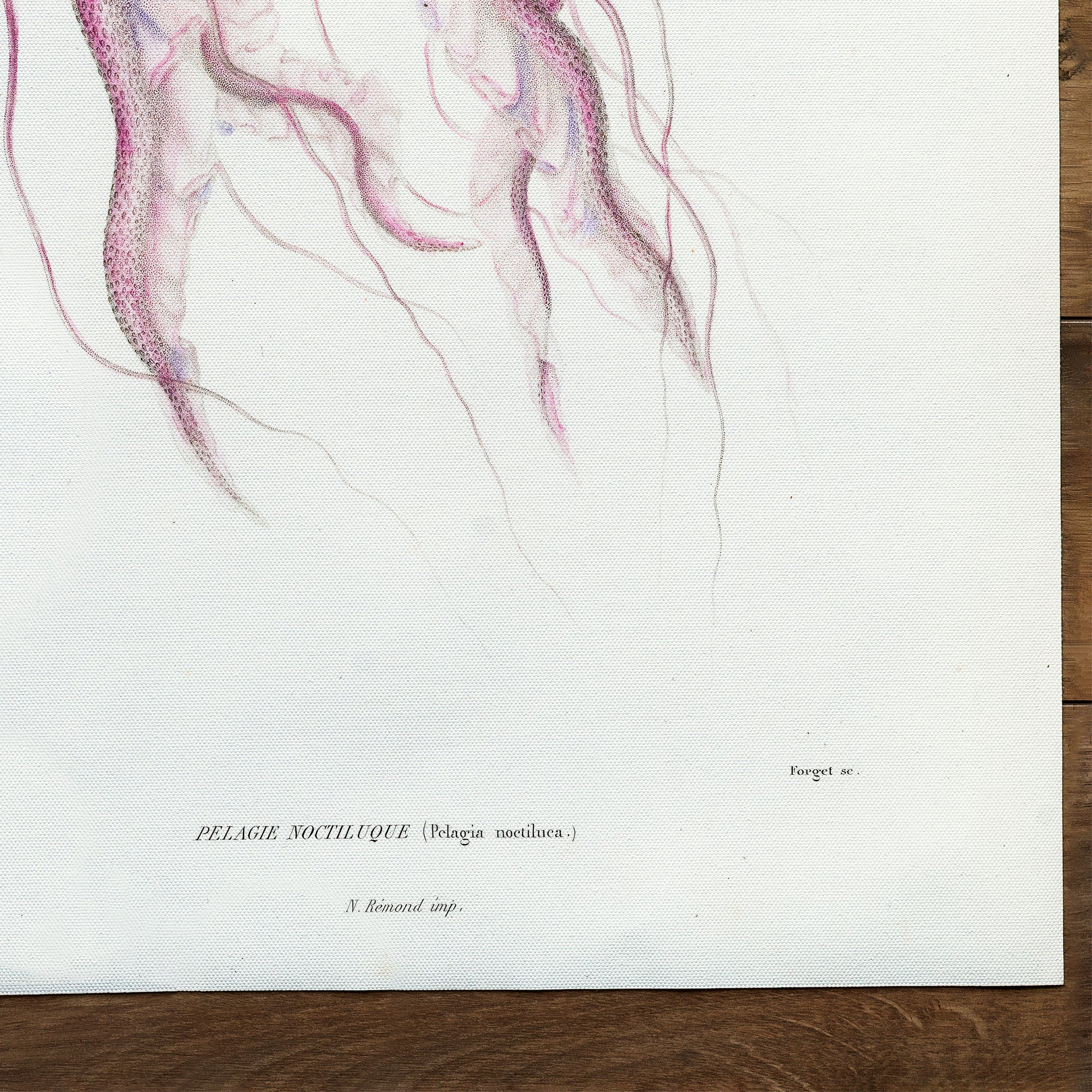 Jellyfish Mauve Stinger (1849)