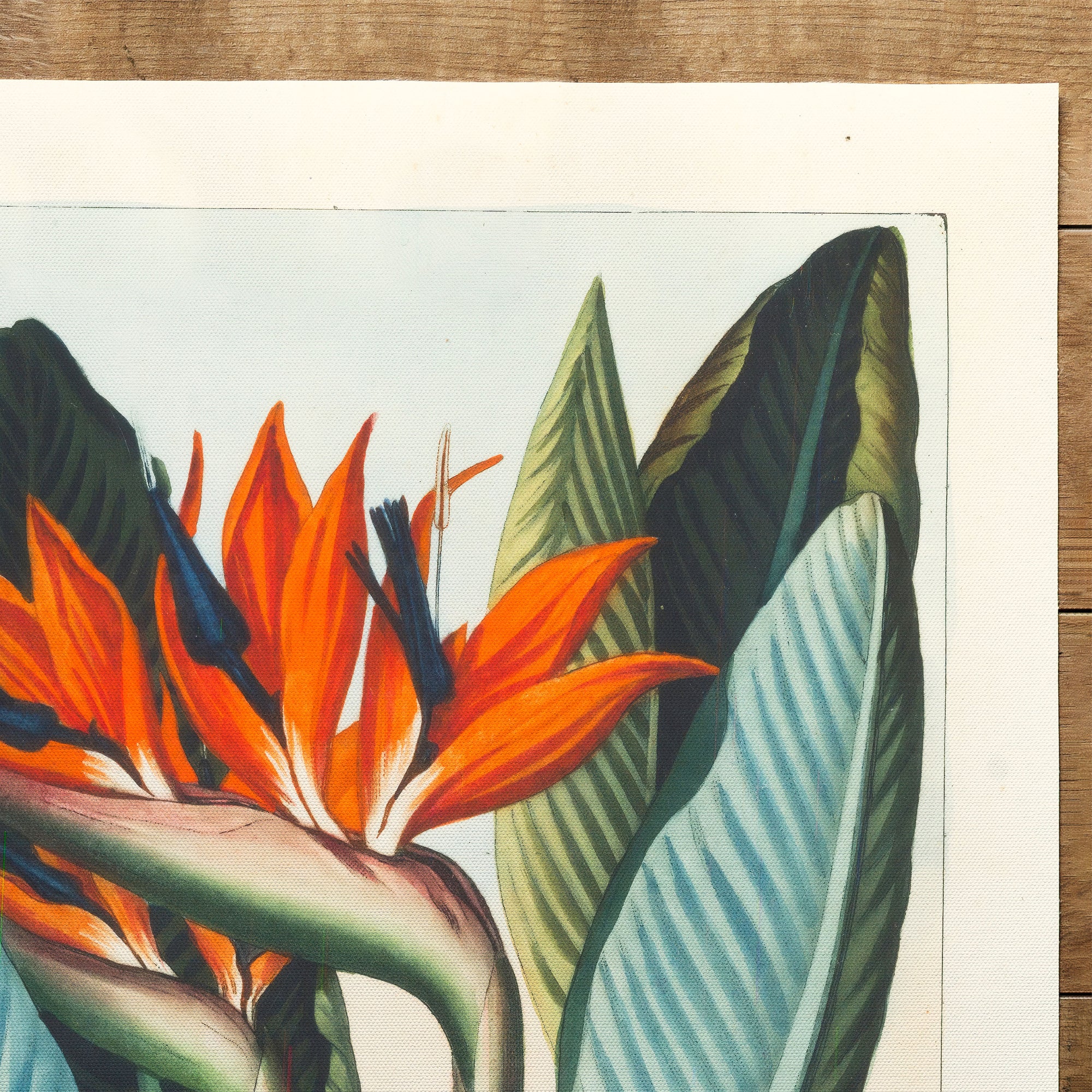Bird Of Paradise Queen Flower (1812)