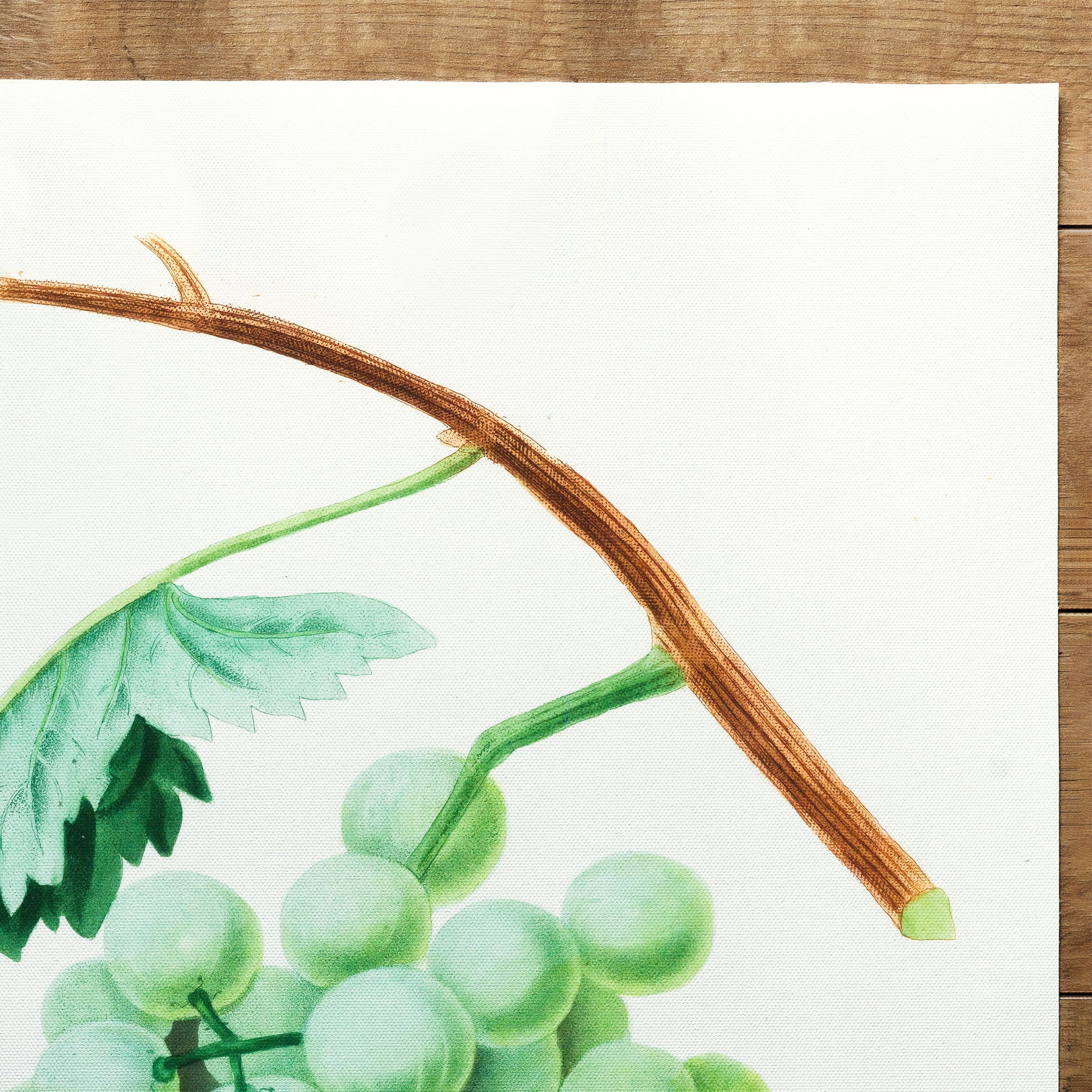 Grapes White Sweet Water Grape (1817)