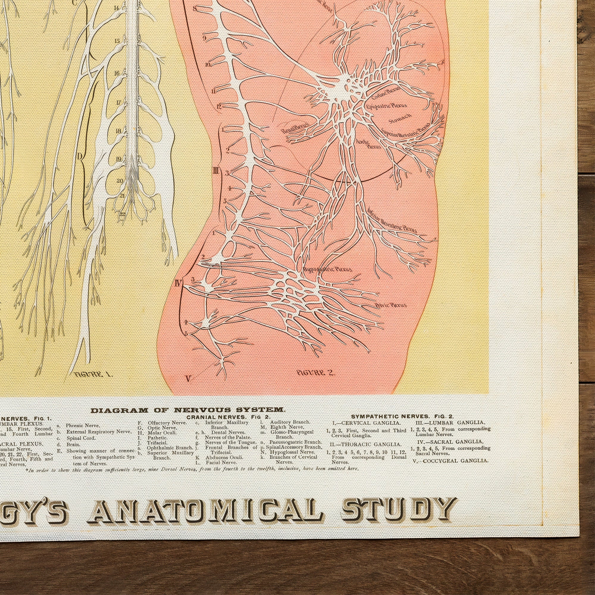 Anatomy Central Nervous System (1886)