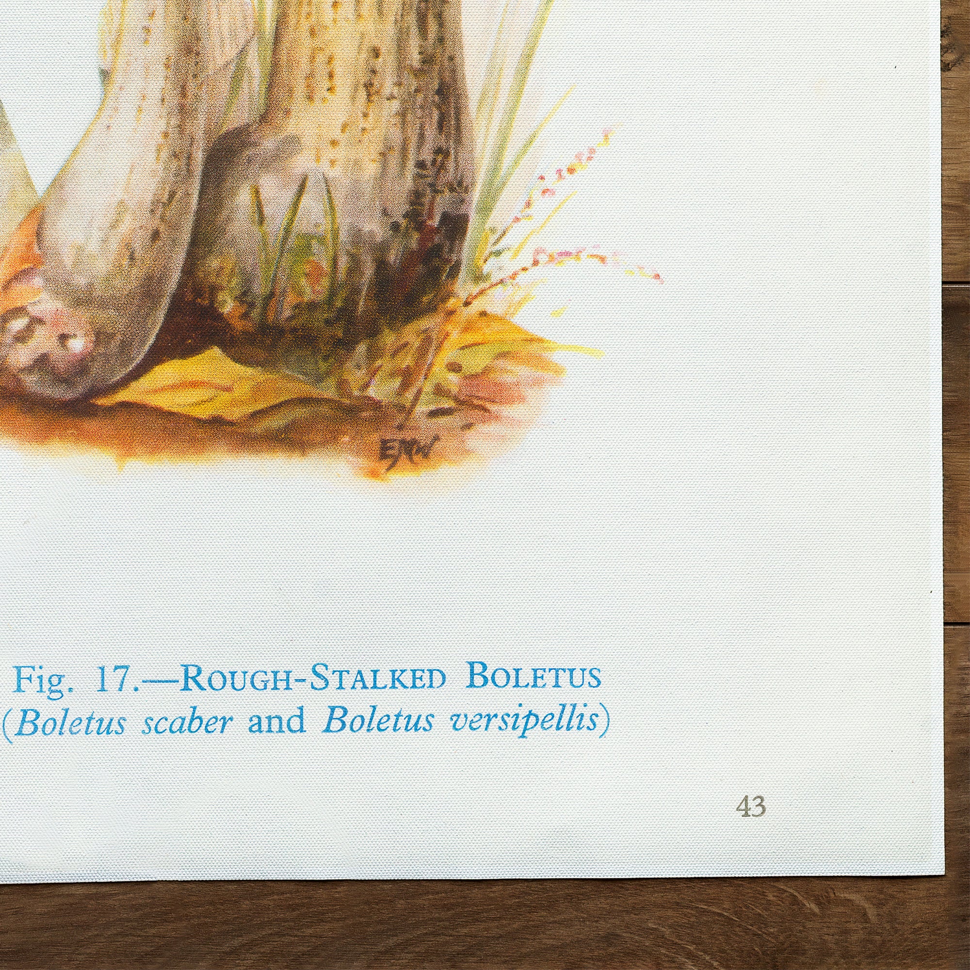 Mushrooms Rough Stalked Boletus (1947)