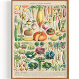 Vegetable Chart Gemüse Illustration (1875)