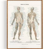 Anatomie Wissenschaft Muskeln (undatiert)