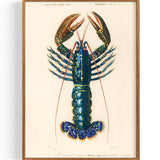 Crimson Crawfish Palemon Ornatum Lobster (1892)