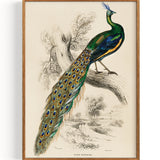 Indian peafowl (Pavo Cristatus) (1892)