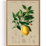Lemon (Citrus Limonium) (1892)