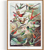 Trochilidae Kolibris from Kunstformen der Natur (1904)
