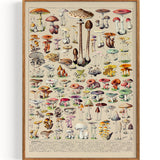 Mushroom/Pilze Collection (1932)