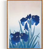 Iris flowers (1925-1936)