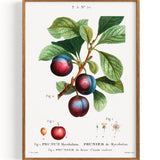 Prunus Myrobalana (1801-1819)