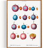 Prunus domestica (1801-1819)