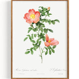 Rosa Eglanteria sub rubra (1817-1824)