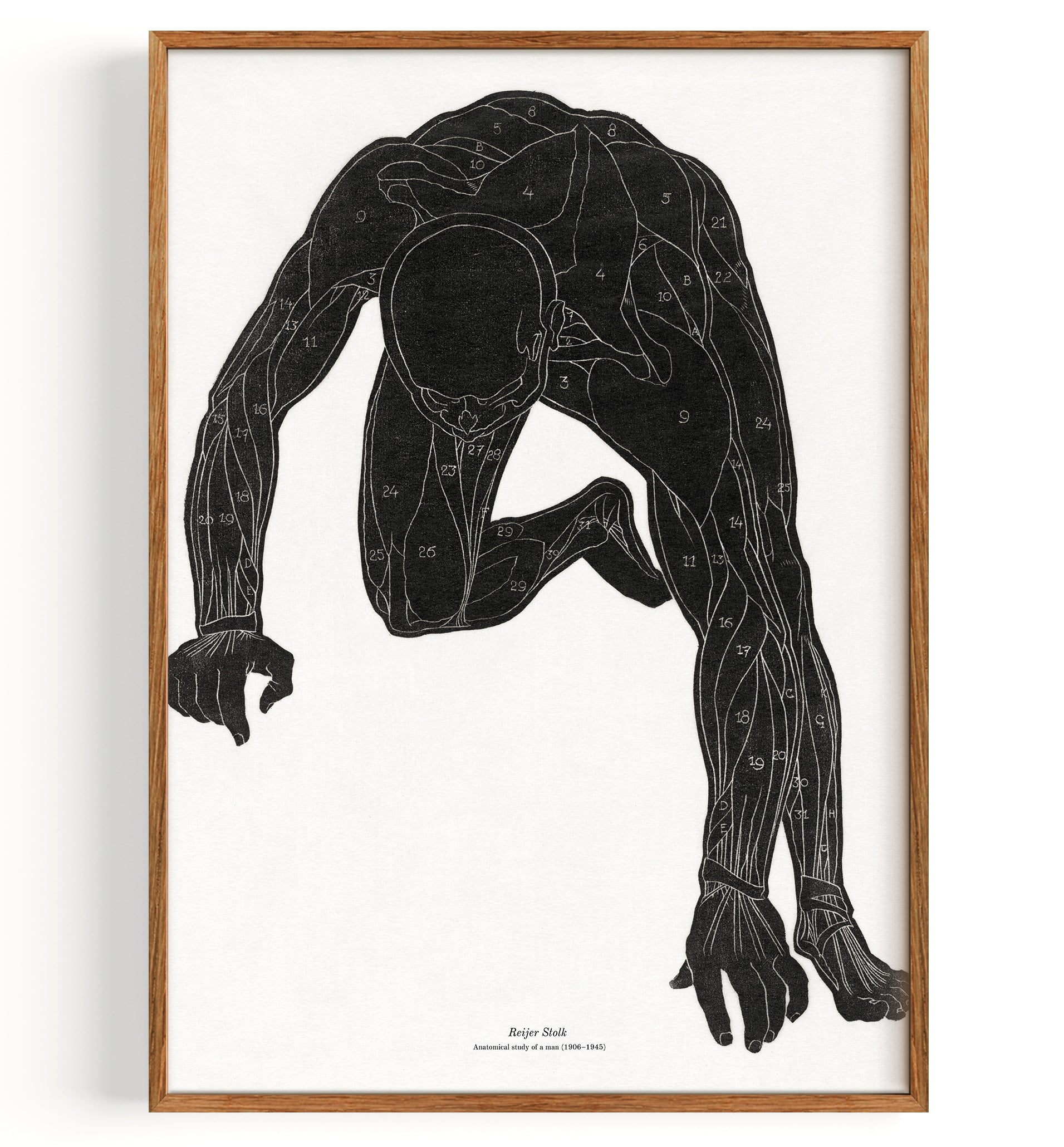 Anatomical study of a man's neck, arm and leg muscles in silhouette (1906-1945)