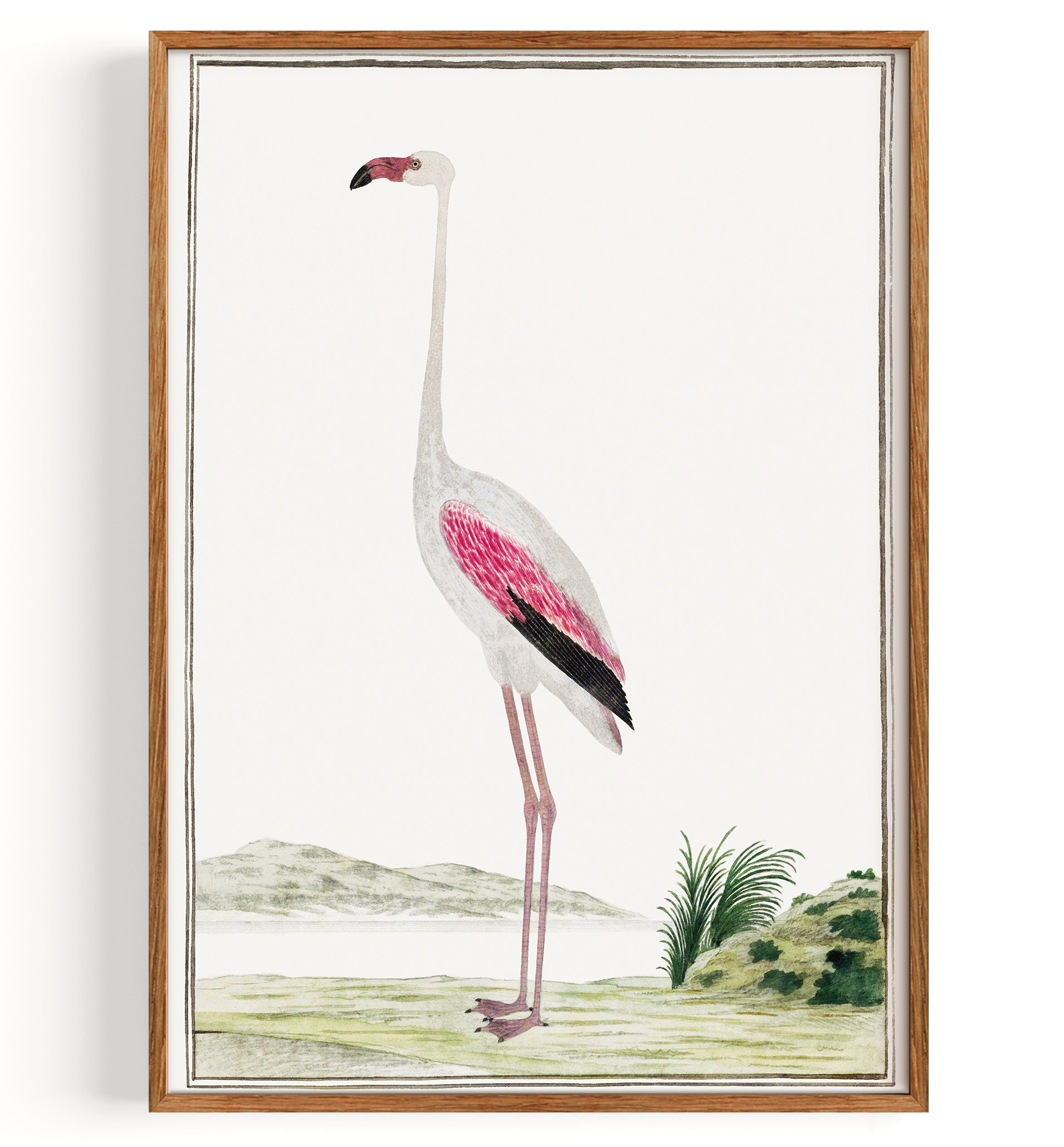 Greater Flamingo (1777-1786)