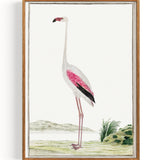 Greater Flamingo (1777-1786)
