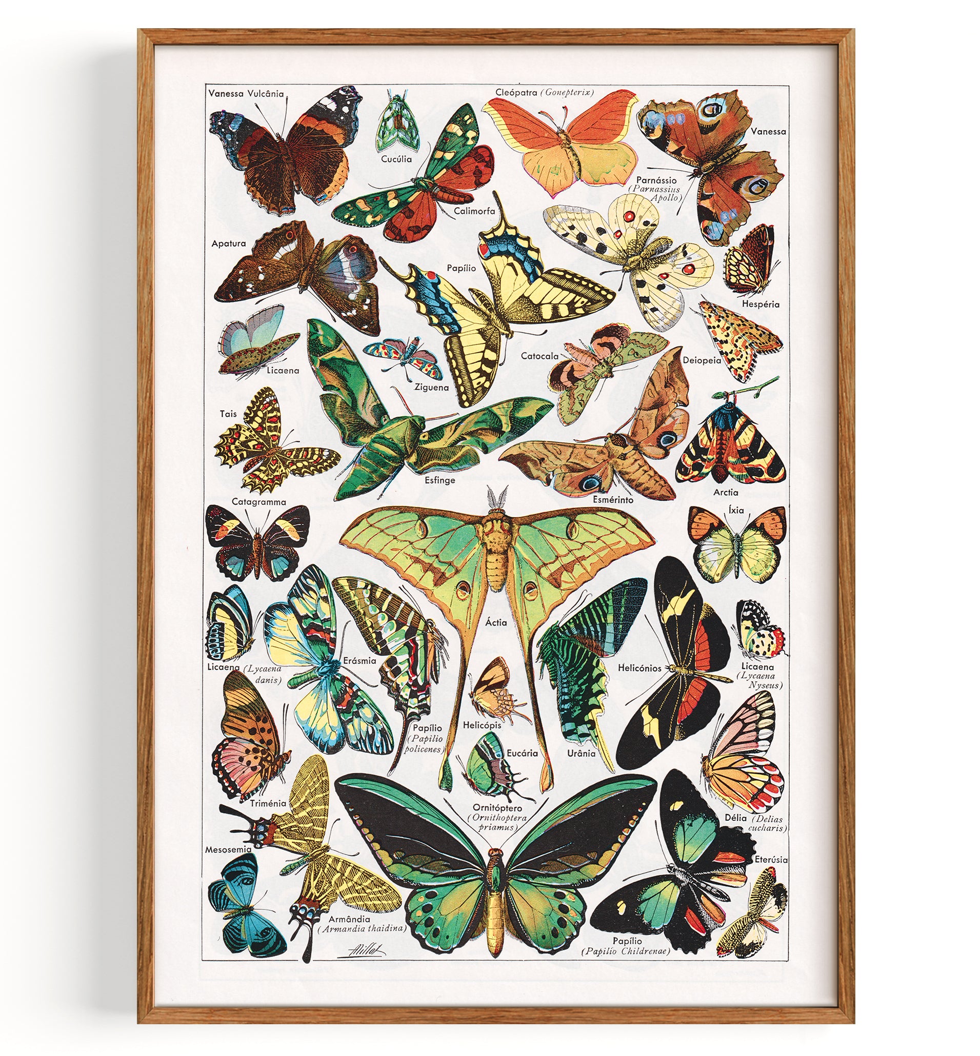 Vintage Schmetterlinge (undatiert)