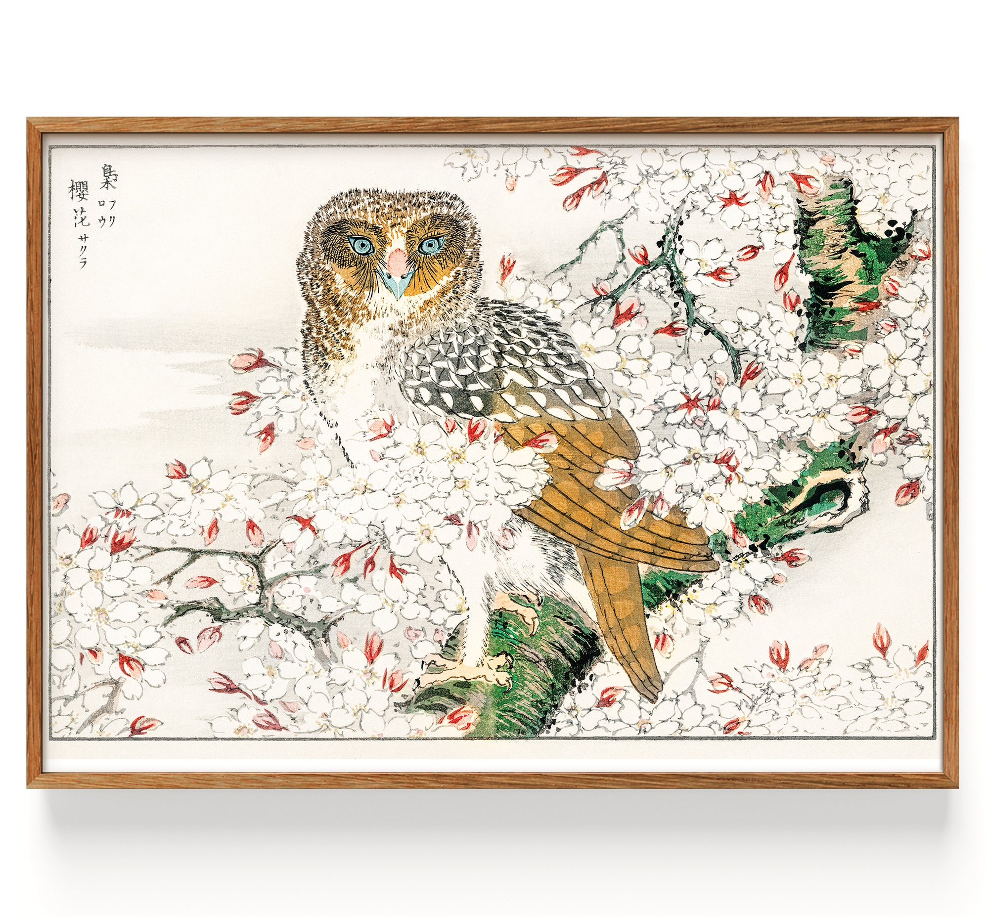 Short-eared Owl and Cherry Flower illustration from Pictorial Monograph of Birds (1885)