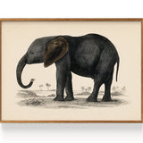 The History of the Earth and Animated Nature Elephant (1848)