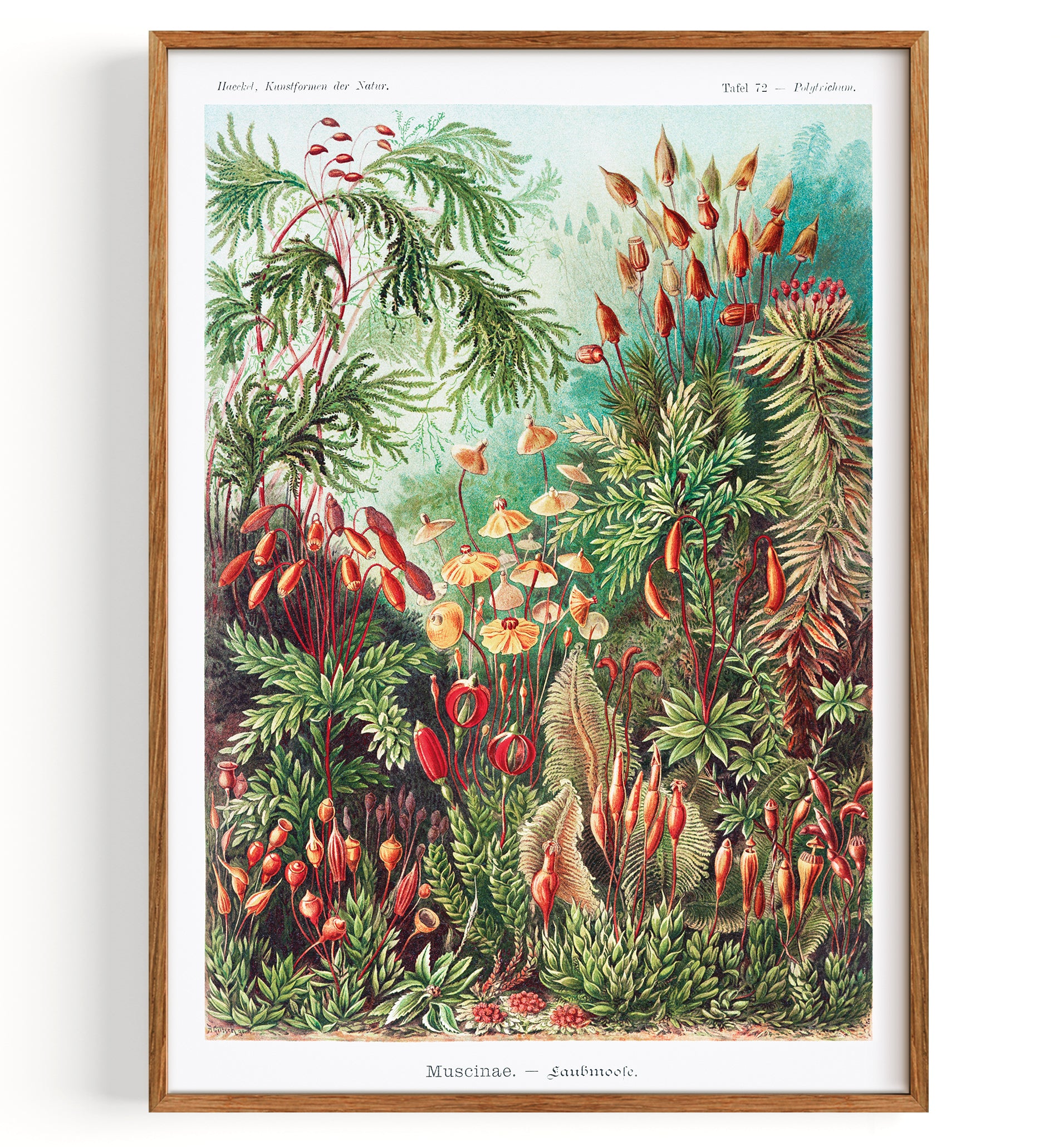 Kunstform der Natur Musciaene Flora Funghi (1904)