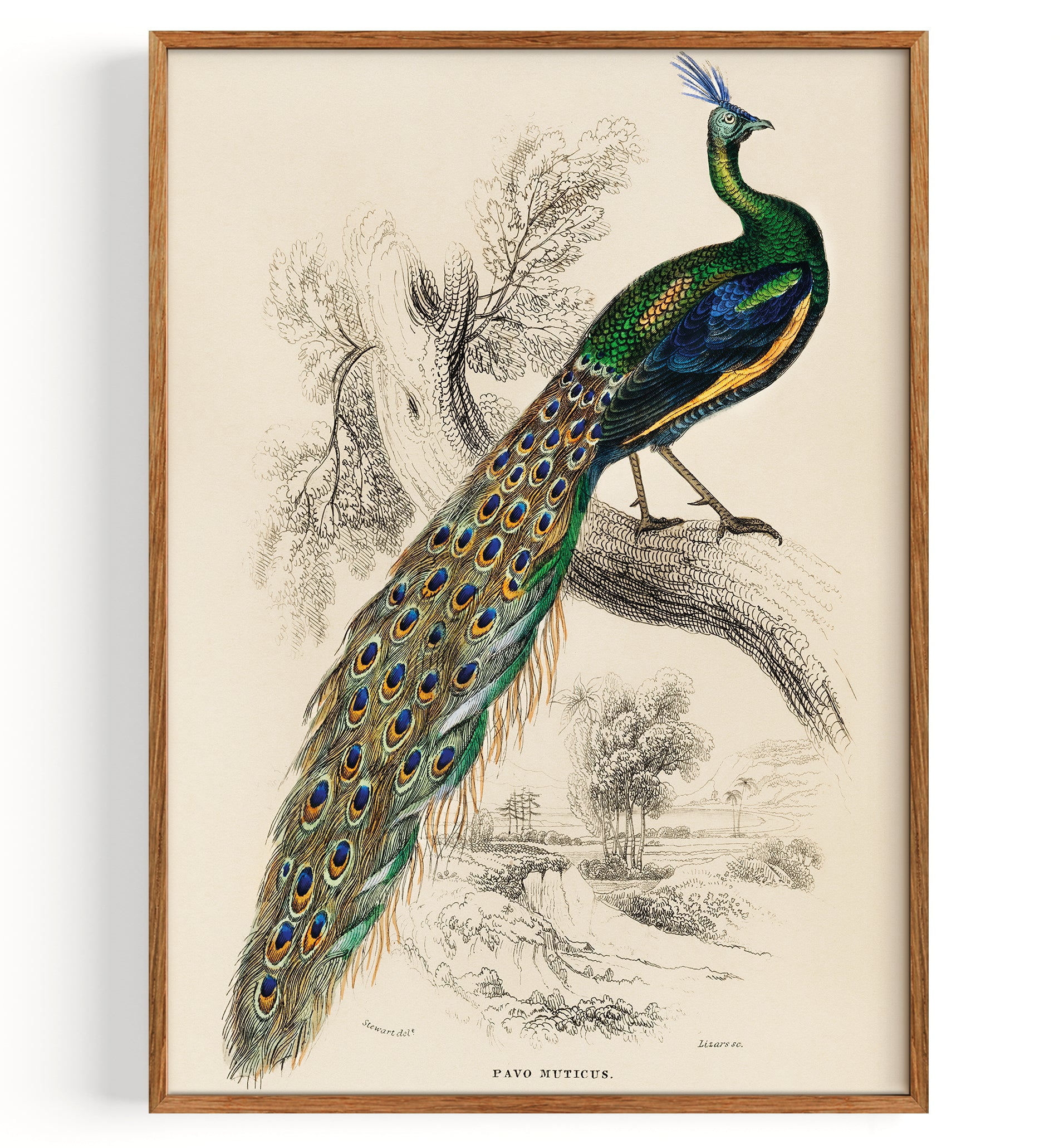 Indian peafowl (Pavo Cristatus) (1892)