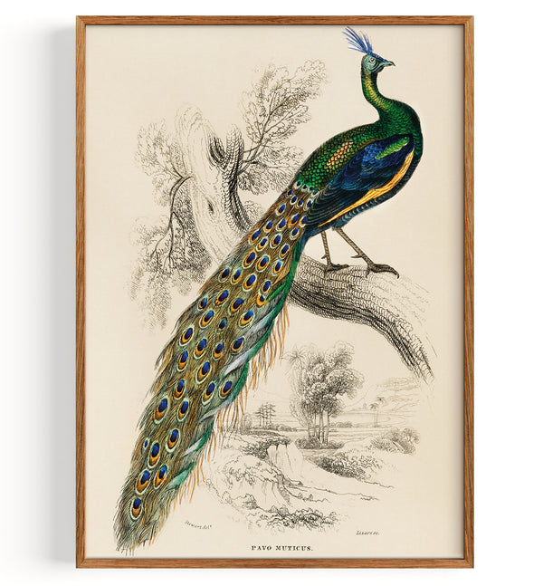 Indian peafowl (Pavo Cristatus) (1892)