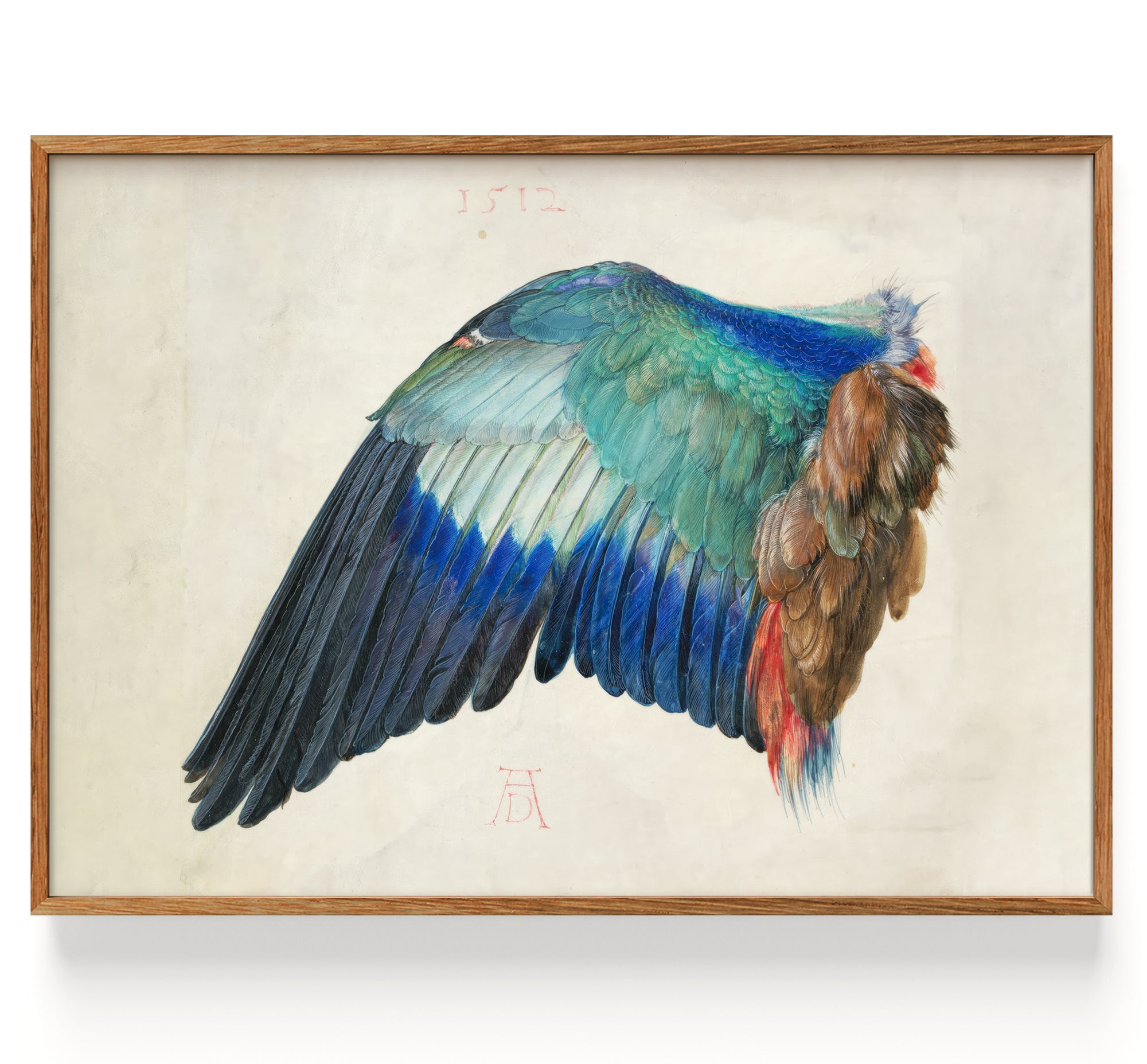 Der Flügel einer Blauracke (1500)