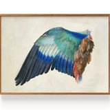 Der Flügel einer Blauracke (1500)