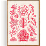 Rhodophyta Red Algae (1904)
