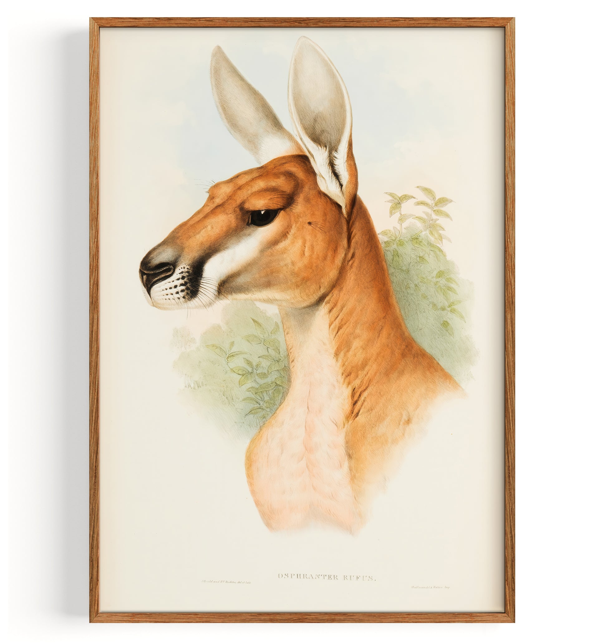 Dsphranter Rufus (Rotes Kangaroo) (1863)