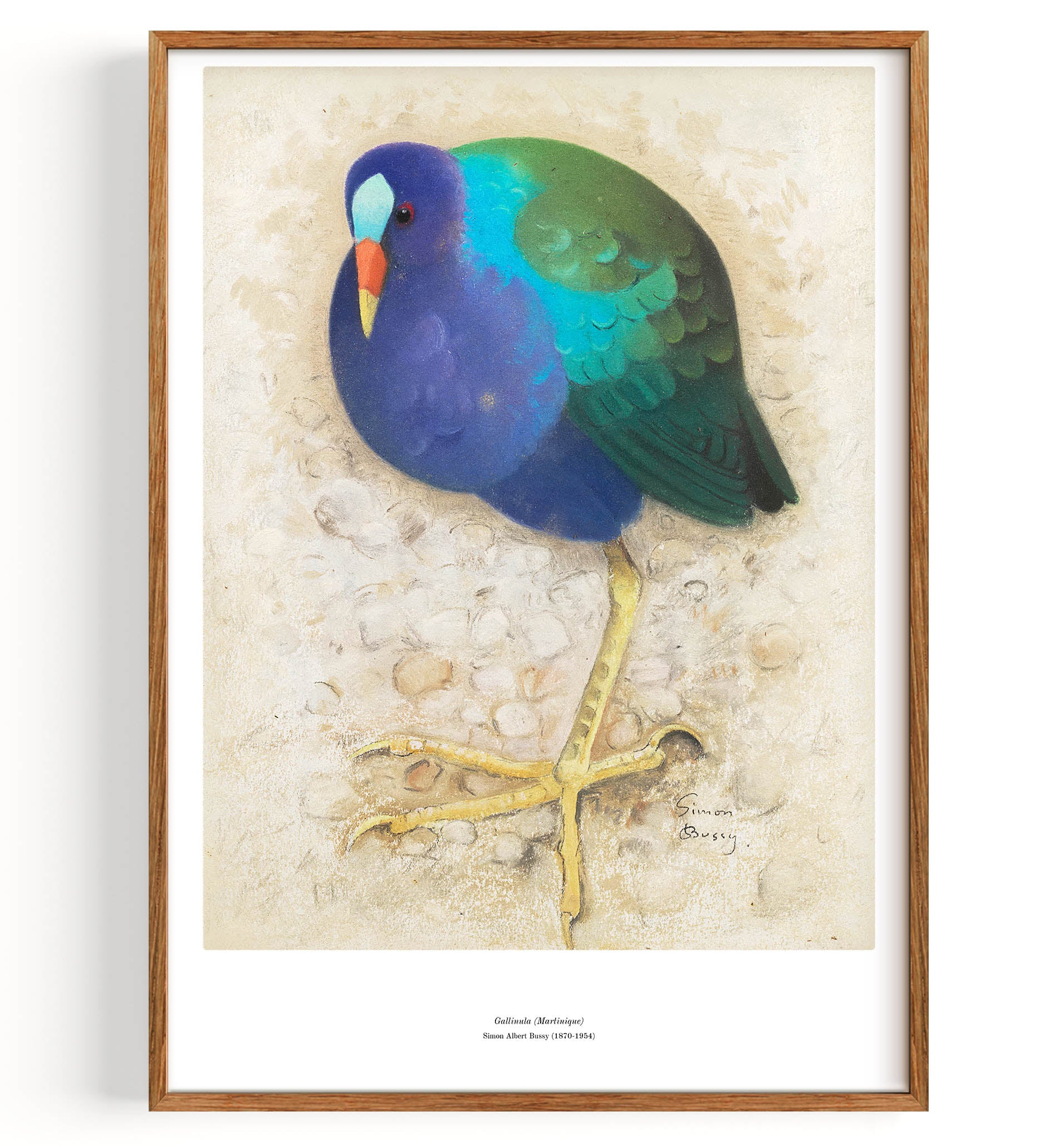 Gallinula (Martinique) (1869-1954)