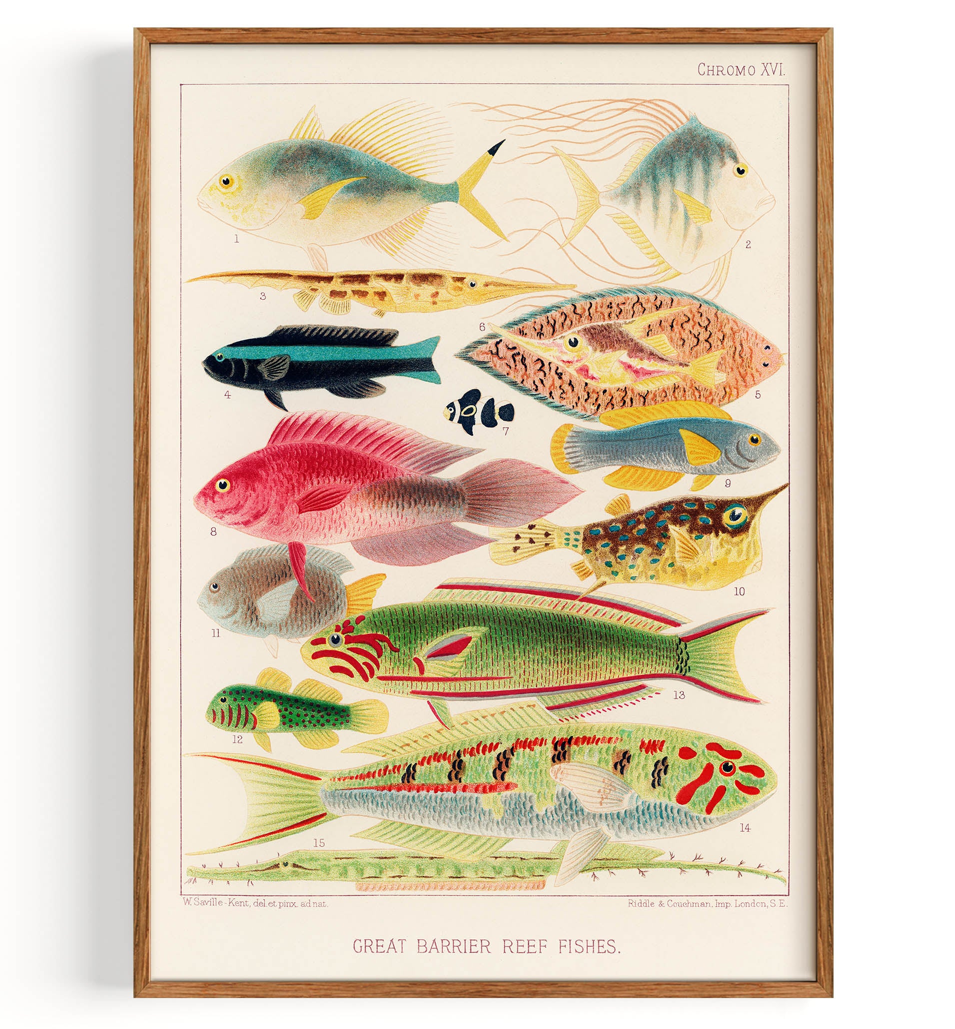 Great Barrier Reef Fishes from The Great Barrier Reef of Australia II (1893)