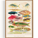 Great Barrier Reef Fishes from The Great Barrier Reef of Australia II (1893)