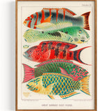 Great Barrier Reef Fishes from The Great Barrier Reef of Australia (1893)