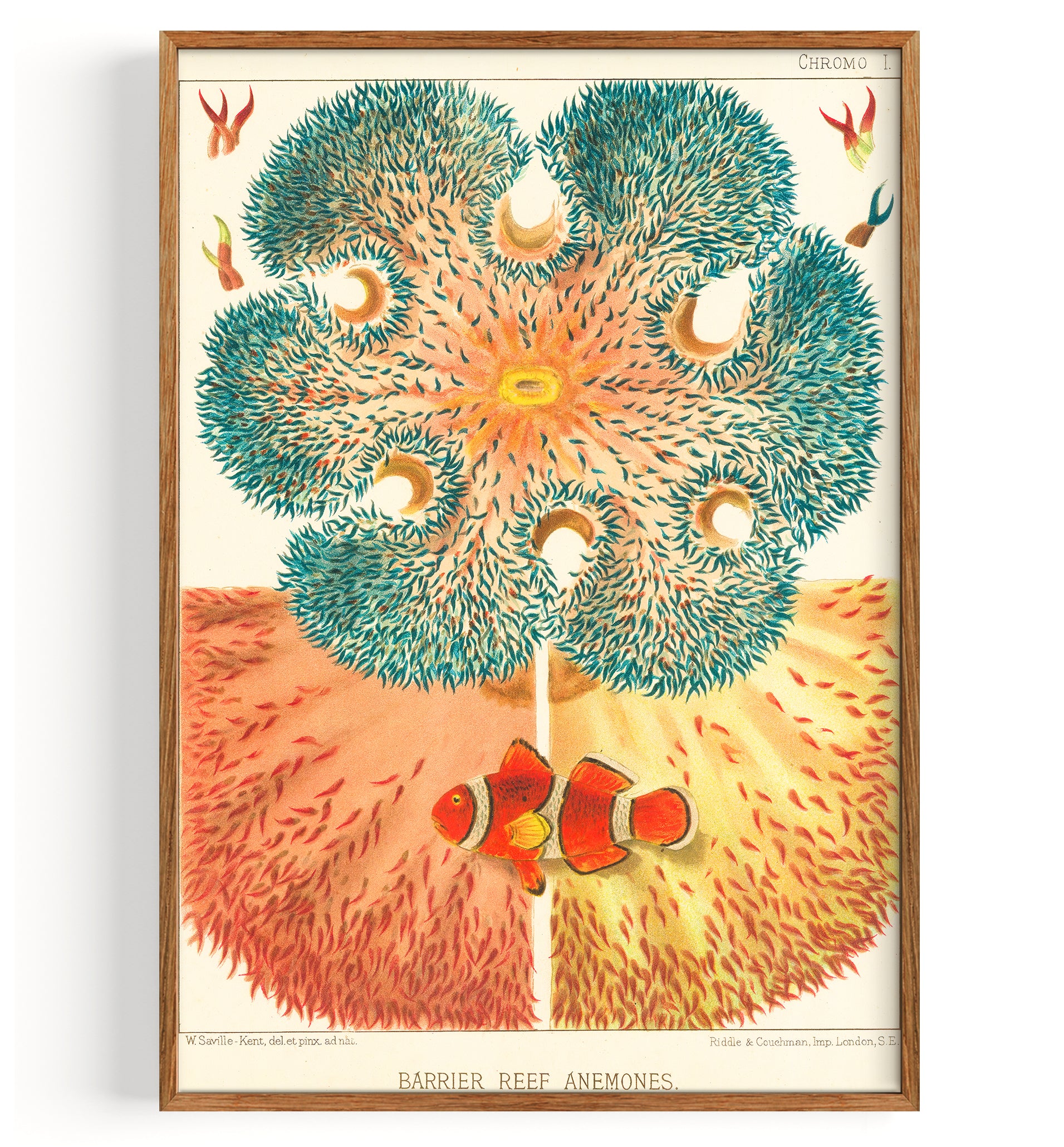 Great Barrier Reefe Anemone (1893)