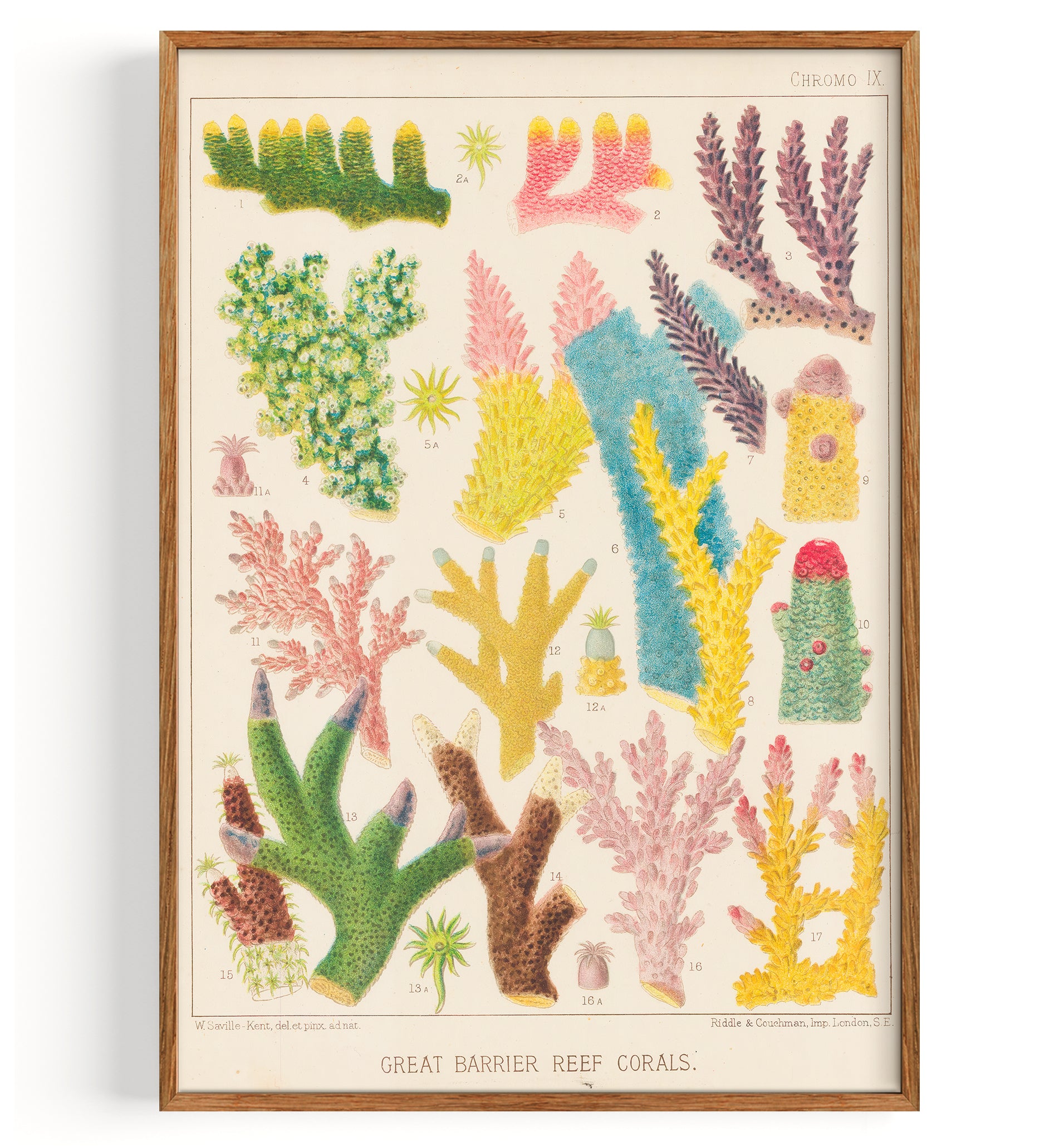 Great Barrier Reefe Corals (1893)