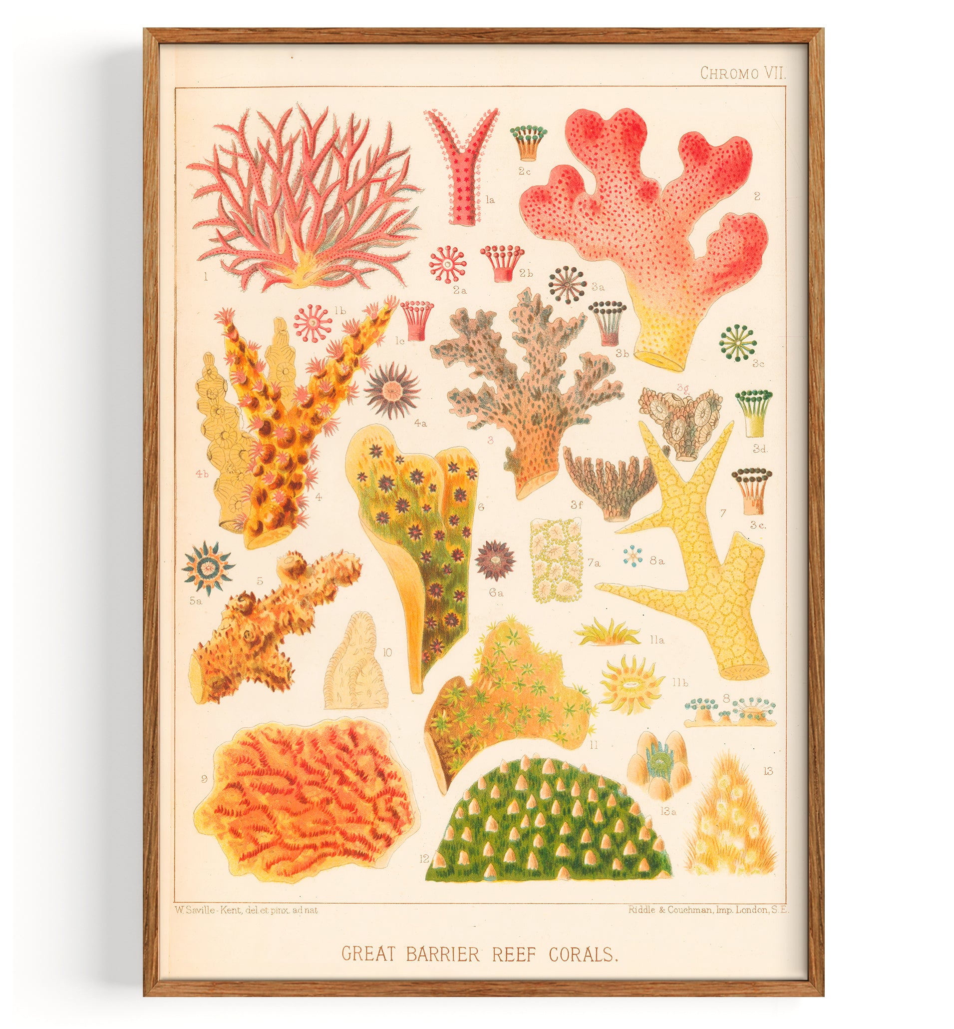 Great Barrier Reefe Corals III (1893)