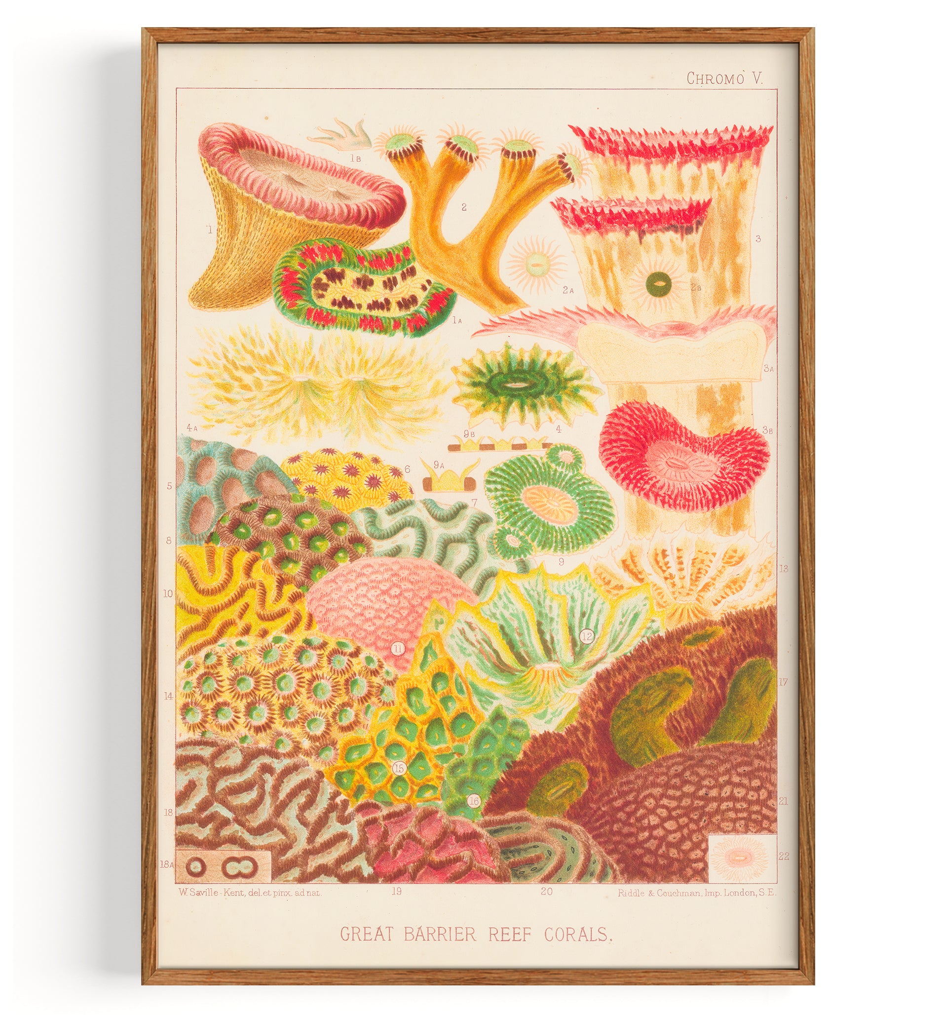 Great Barrier Reefe Corals IV (1893)